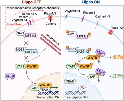 Strong as a Hippo’s Heart: Biomechanical Hippo Signaling During Zebrafish Cardiac Development